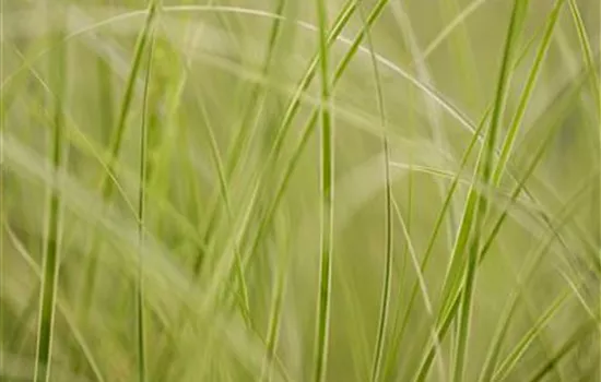 Auf die Feinheiten kommt es an: wie Gräser den Garten aufwerten Auf die Feinheiten kommt es an: wie Gräser den Garten aufwerten