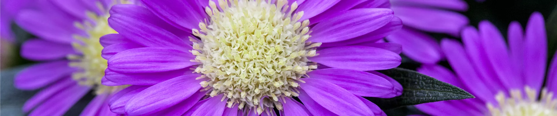 Chrysanthemum Tiara® 'Orchid Pink' Chrysanthemum Tiara® 'Orchid Pink'