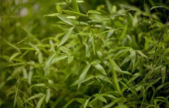 Phyllostachys aureosulcata Phyllostachys aureosulcata