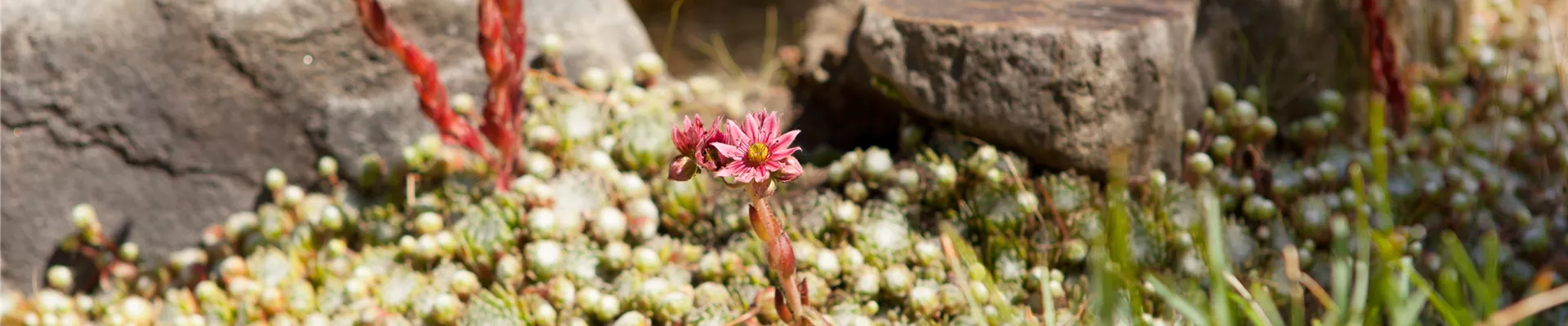 Sempervivum Sempervivum