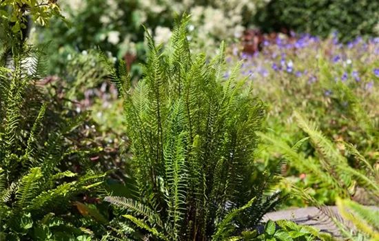 Feuchtzonen im Garten Feuchtzonen im Garten