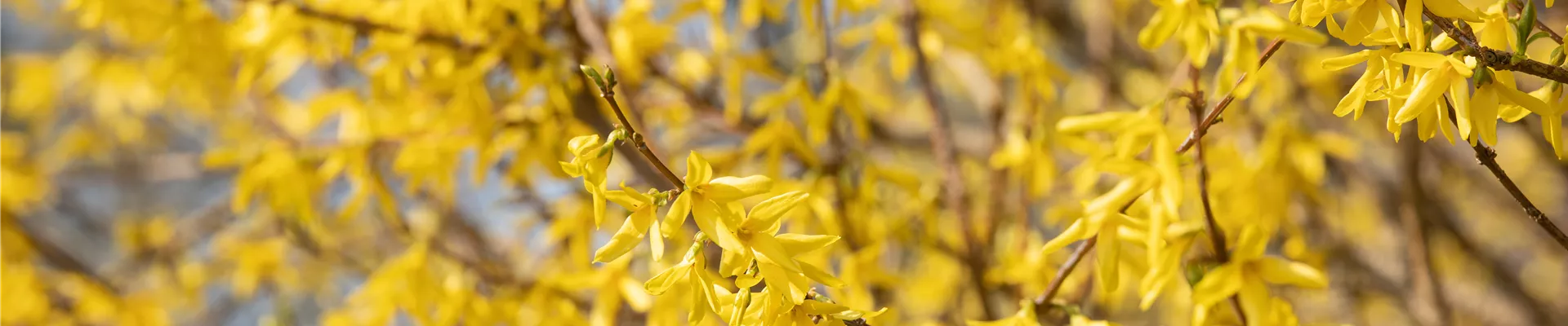 Forsythia x intermedia Forsythia x intermedia