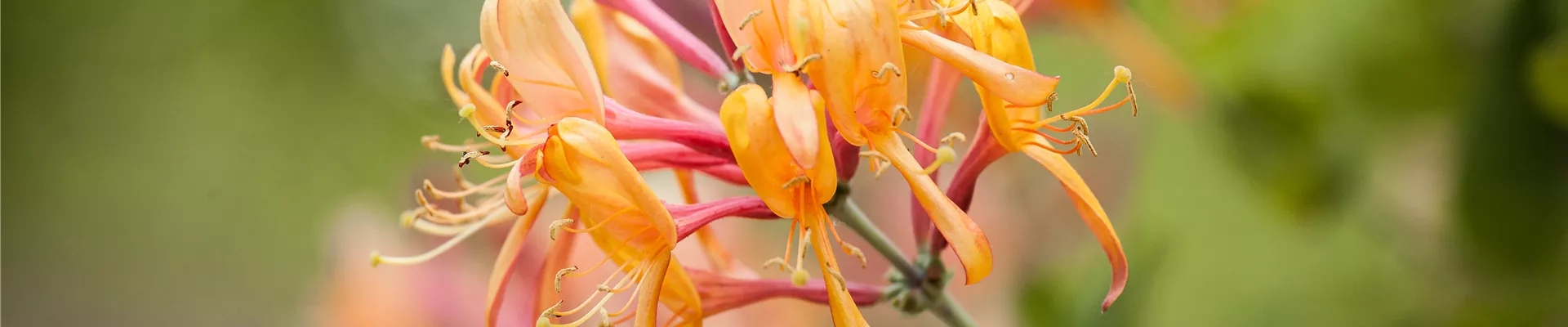 Lonicera Lonicera
