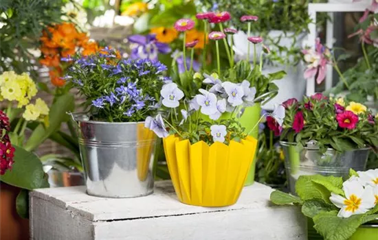 Frühling auf dem Balkon - Hornveilchen, Narzisse und Co. Frühling auf dem Balkon - Hornveilchen, Narzisse und Co.