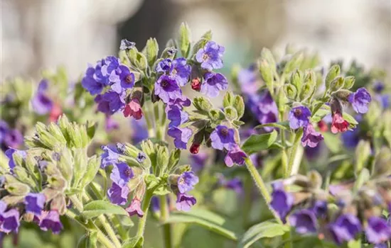 Pulmonaria saccharata Pulmonaria saccharata
