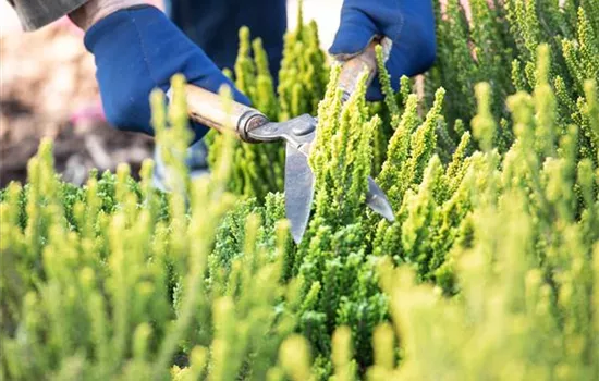 Für die Gesundheit – Rückschnitt im Frühling Für die Gesundheit – Rückschnitt im Frühling