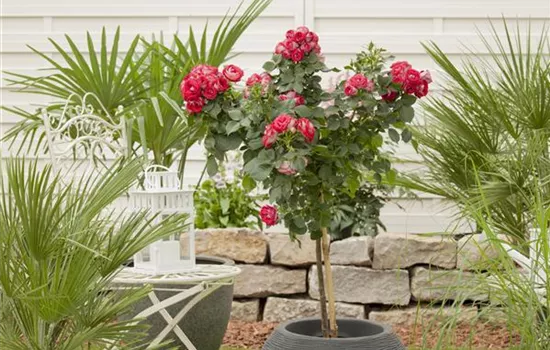 Rosa, Stamm Rosa, Stamm