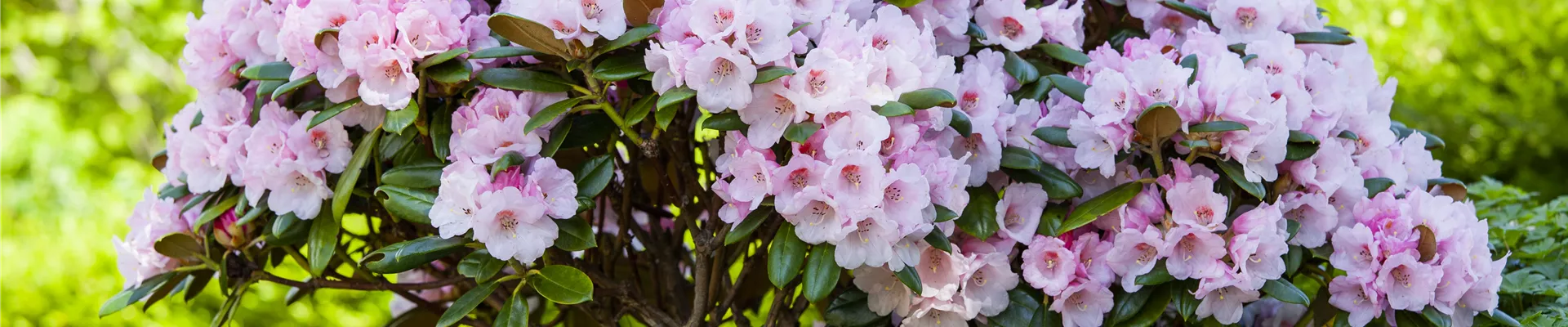 Rhododendron yakushimanum Rhododendron yakushimanum