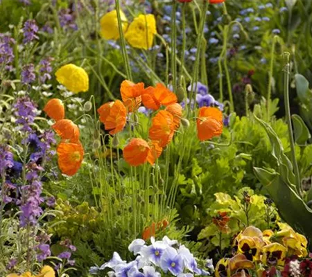 Mohn: Blütenzauber und Eleganz