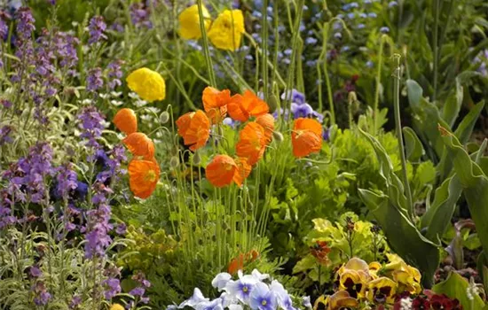 Mohn: Blütenzauber und Eleganz Mohn: Blütenzauber und Eleganz