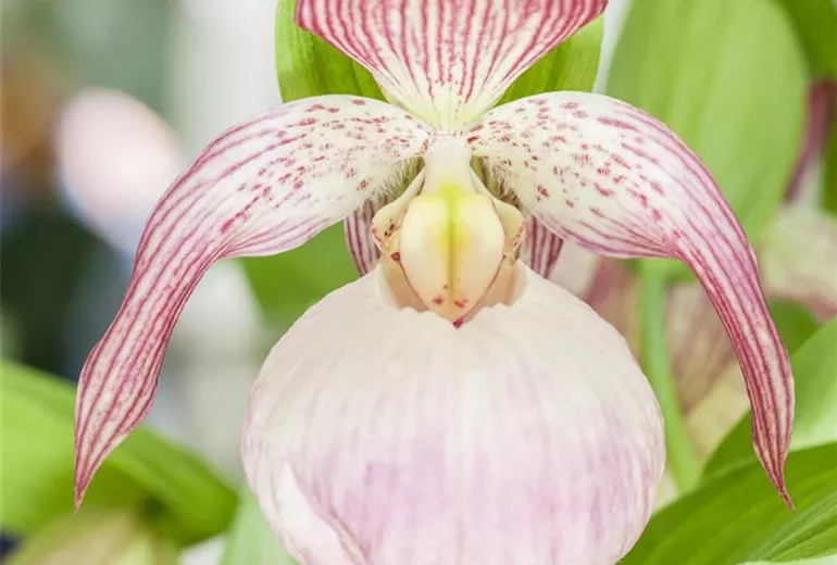 Cypripedium