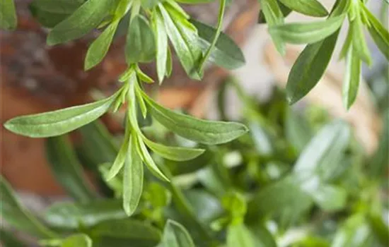 Satureja hortensis Satureja hortensis