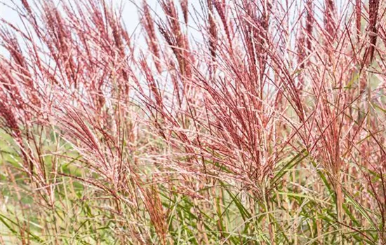 Ziergräser im Garten sind vielfältig einsetzbar  Ziergräser im Garten sind vielfältig einsetzbar