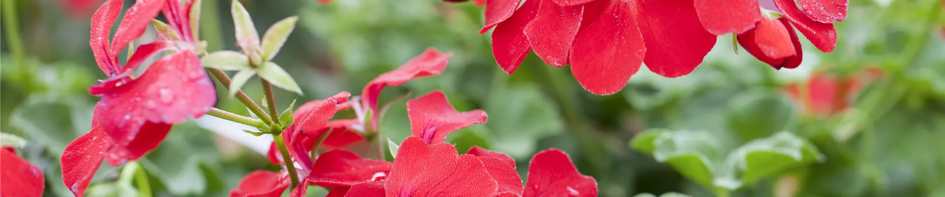 Pelargonium peltatum Pelargonium peltatum
