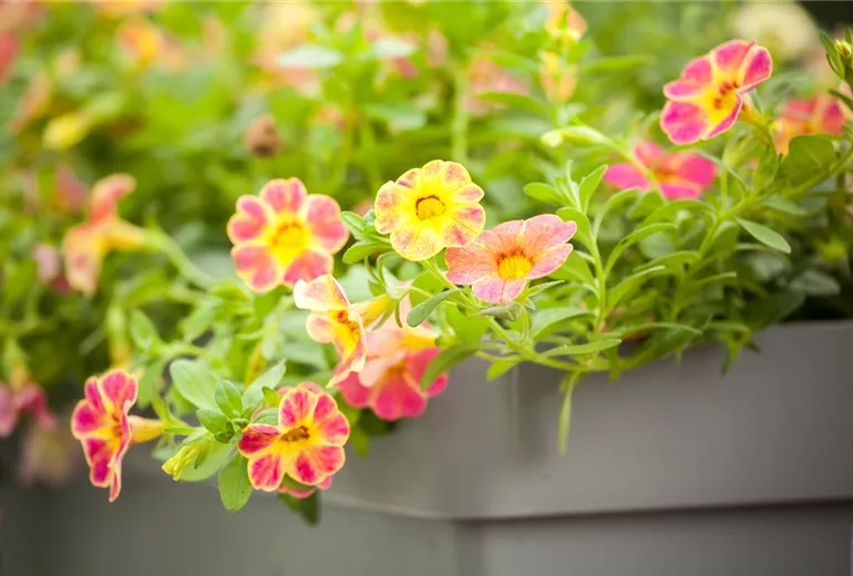 Calibrachoa