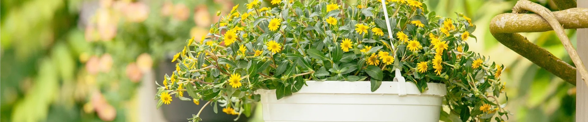Sanvitalia procumbens Sanvitalia procumbens