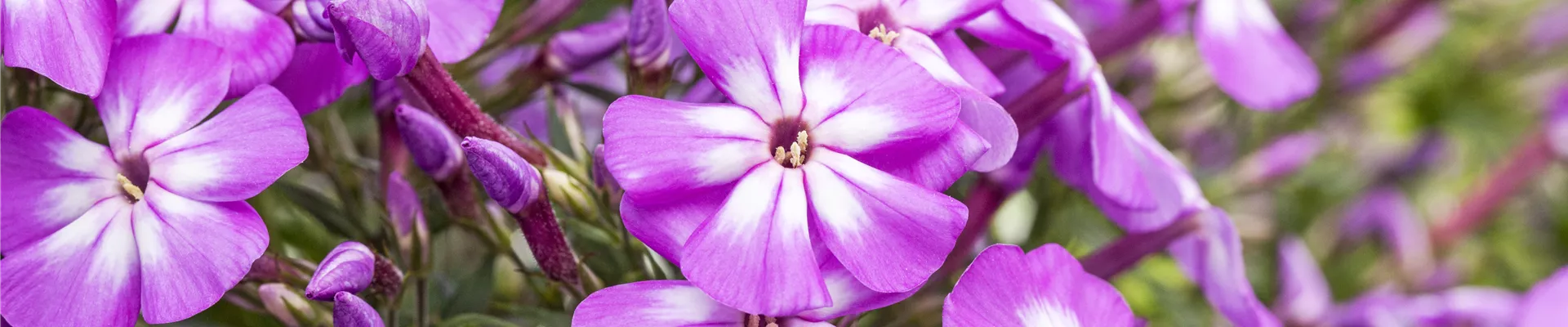 Phlox paniculata 'Flame Impruved Violet Charme' Phlox paniculata 'Flame Impruved Violet Charme'