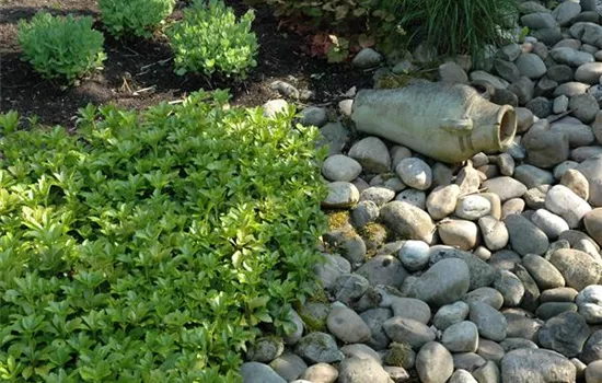 Auf dem Boden der Tatsachen – Bodendecker im Garten Auf dem Boden der Tatsachen – Bodendecker im Garten