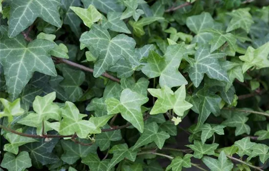 Hedera helix 'Woerner' Hedera helix 'Woerner'