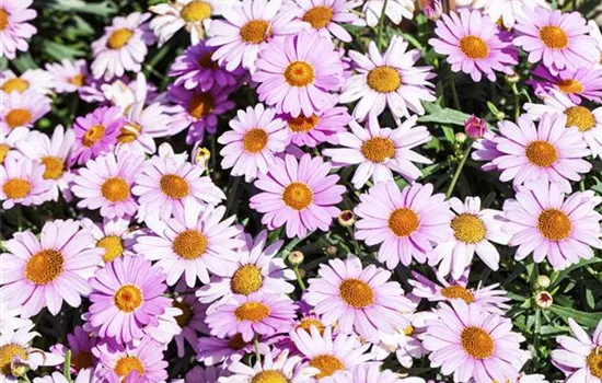 Argyranthemum frutescens, rosa Argyranthemum frutescens, rosa