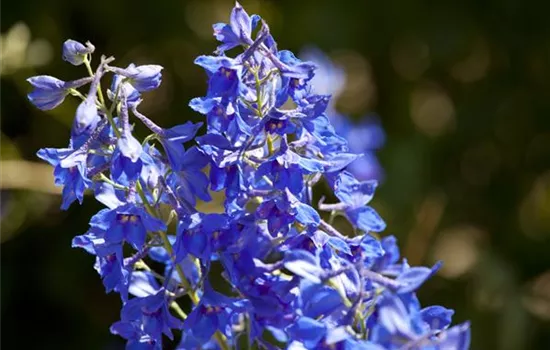 Delphinium x cultorum Delphinium x cultorum