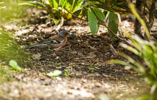 Der Garten – Heimat für Vögel und Co. Der Garten – Heimat für Vögel und Co.