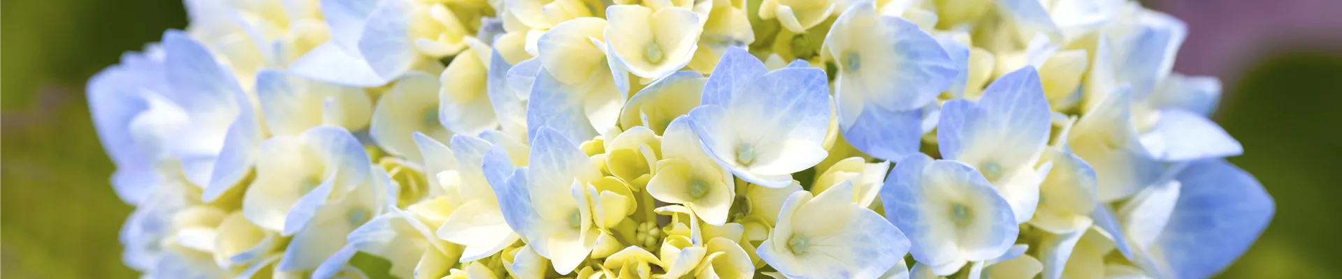Hydrangea macrophylla Hydrangea macrophylla