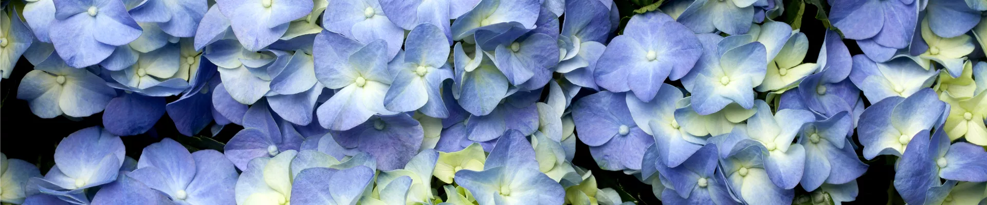 Hydrangea macrophylla Hydrangea macrophylla