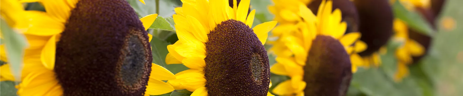 Helianthus annuus 'Big Smile' Helianthus annuus 'Big Smile'