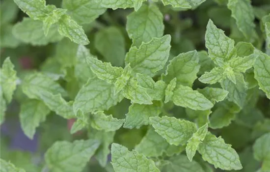Die Erdbeer-Minze: zarte Pflanze, viel Aroma Die Erdbeer-Minze: zarte Pflanze, viel Aroma