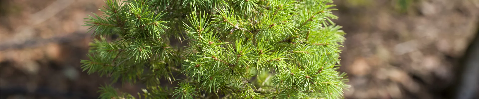 Picea glauca 'Biesenthaler Frühling' Picea glauca 'Biesenthaler Frühling'