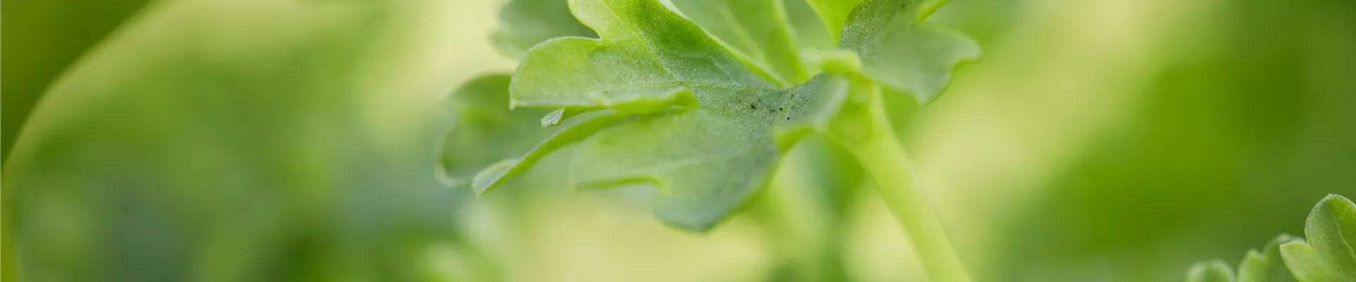 Petroselinum crispum Petroselinum crispum