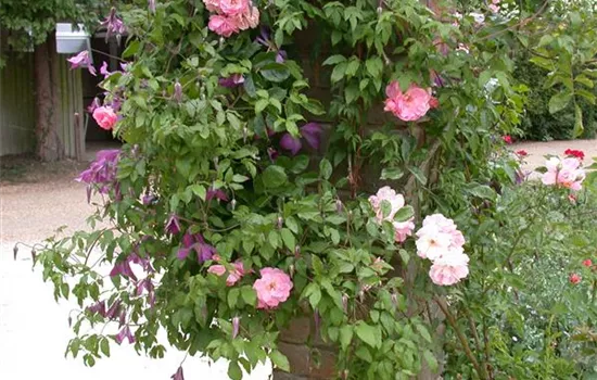 Clematis alpina Clematis alpina