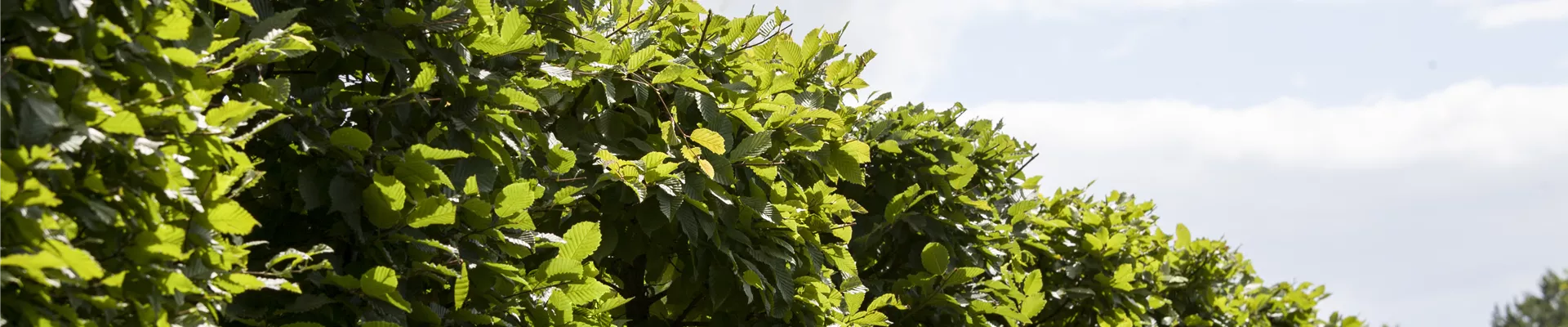 Carpinus betulus 'Frans Fontaine' Carpinus betulus 'Frans Fontaine'