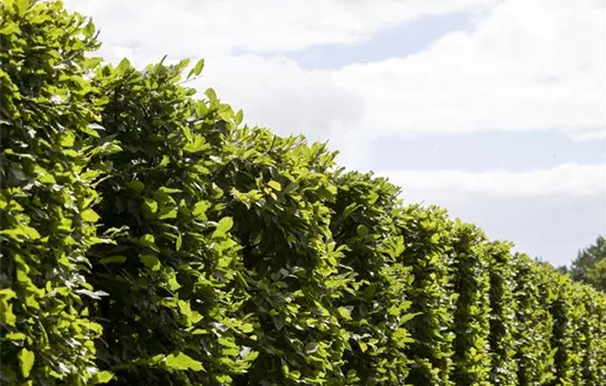 Die Hainbuche: Hecke und Vogelparadies Die Hainbuche: Hecke und Vogelparadies