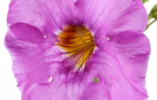 Incarvillea delavayi Incarvillea delavayi