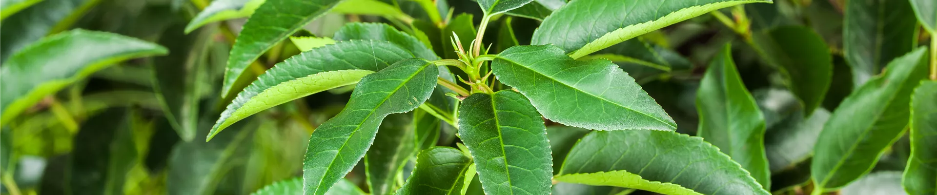 Prunus lusitanica Prunus lusitanica