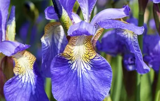 Iris sibirica Iris sibirica