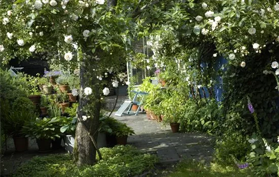 Kletterpflanzen im Garten - hoch hinaus und noch viel weiter! Kletterpflanzen im Garten - hoch hinaus und noch viel weiter!