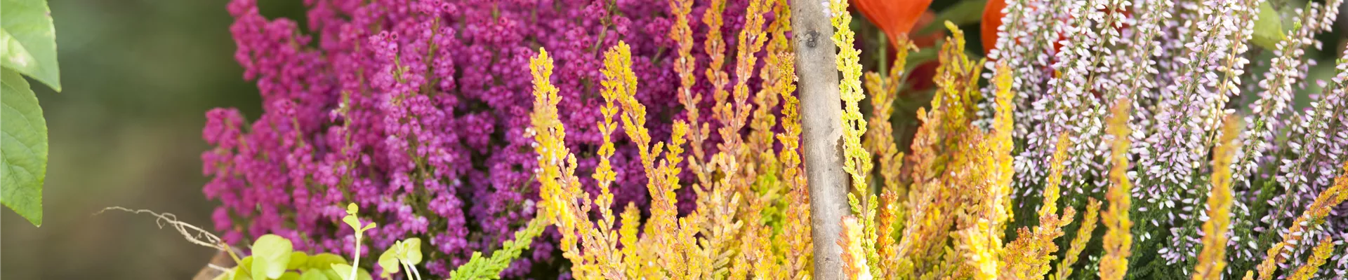Calluna vulgaris Calluna vulgaris