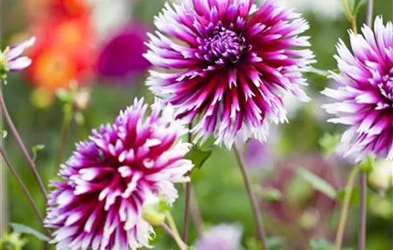 Dahlia Dahlia