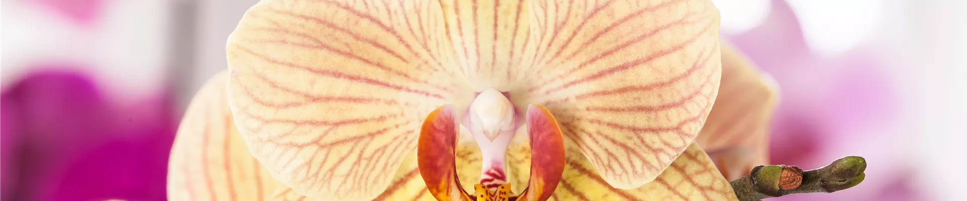 Phalaenopsis Phalaenopsis