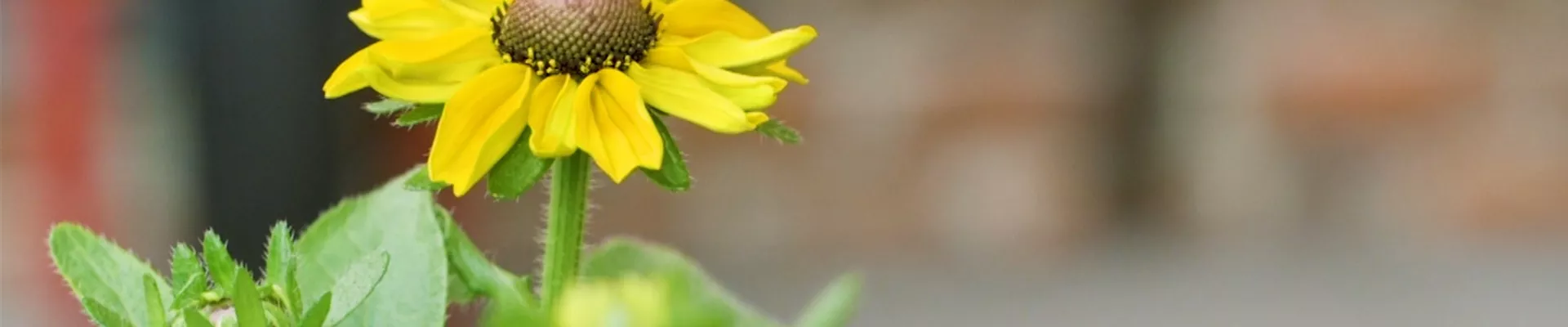 Rauher Sonnenhut - Einpflanzen im Garten (thumbnail) Rauher Sonnenhut - Einpflanzen im Garten (thumbnail)