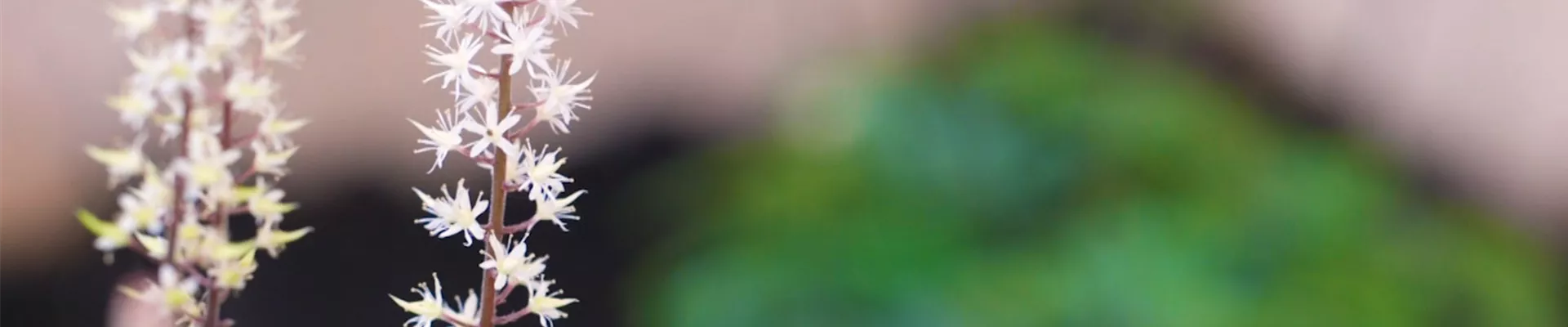 Schaumblüte - Einpflanzen im Garten (thumbnail) Schaumblüte - Einpflanzen im Garten (thumbnail)