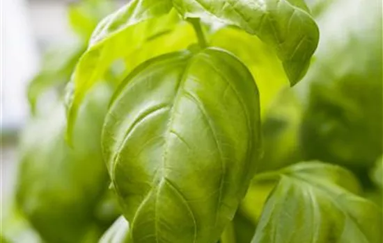 Ocimum basilicum Ocimum basilicum