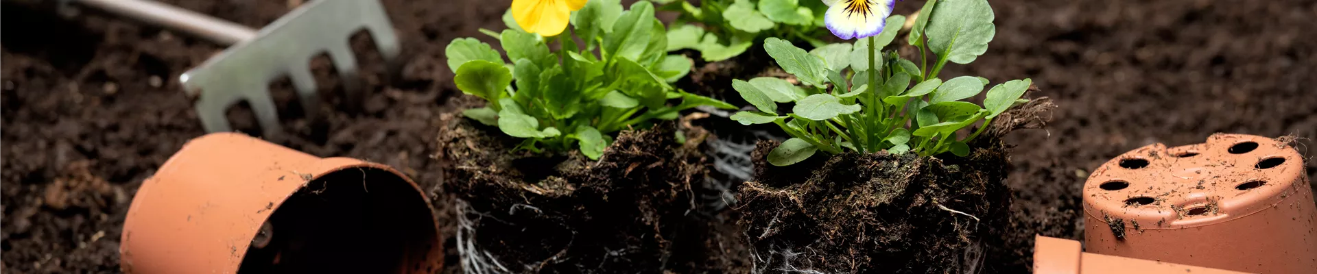 Erde - Hornveilchen einpflanzen