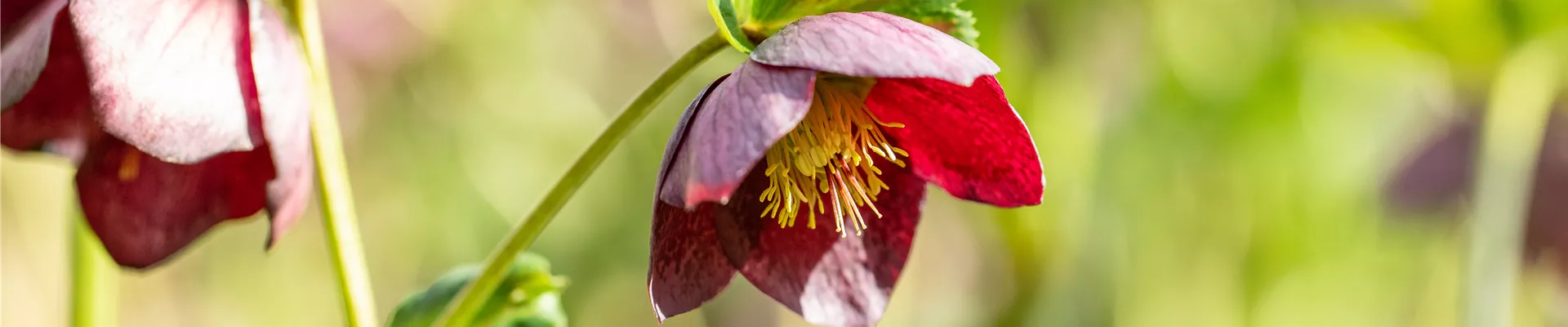Helleborus orientalis-Hybride Spring Surprise Rachel