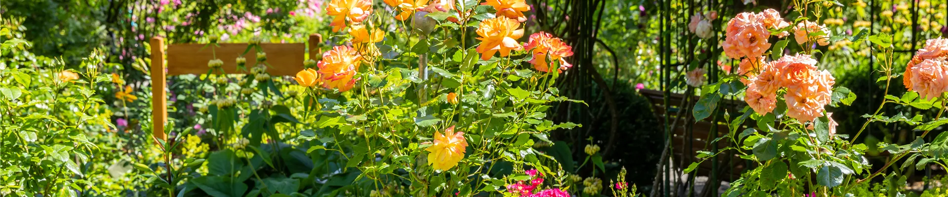Rosengarten Rosengarten