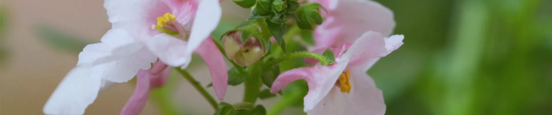 Elfensporn - Einpflanzen in ein Gefäß (thumbnail) Elfensporn - Einpflanzen in ein Gefäß (thumbnail)