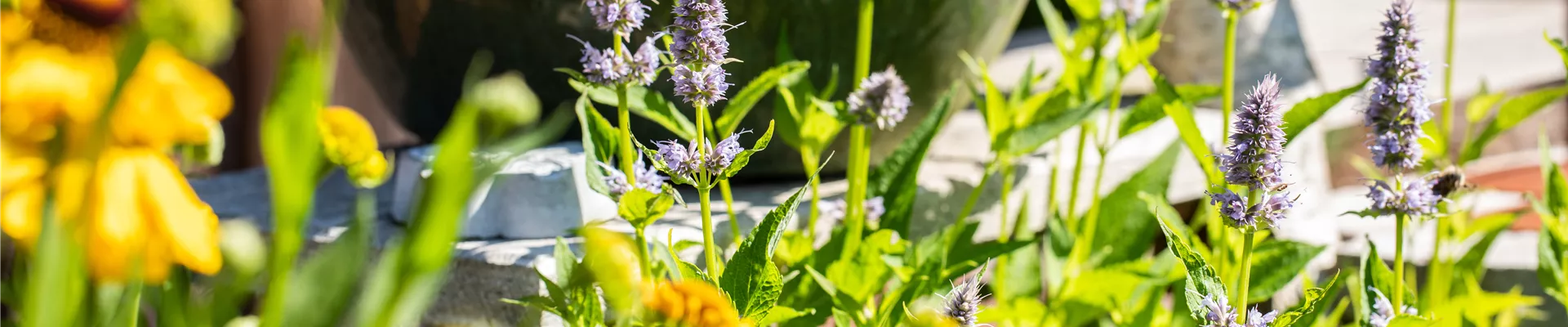 Agastache Agastache